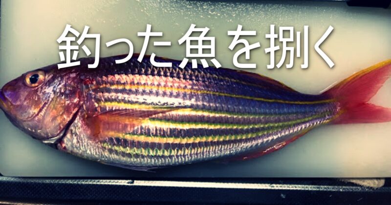 魚　捌く