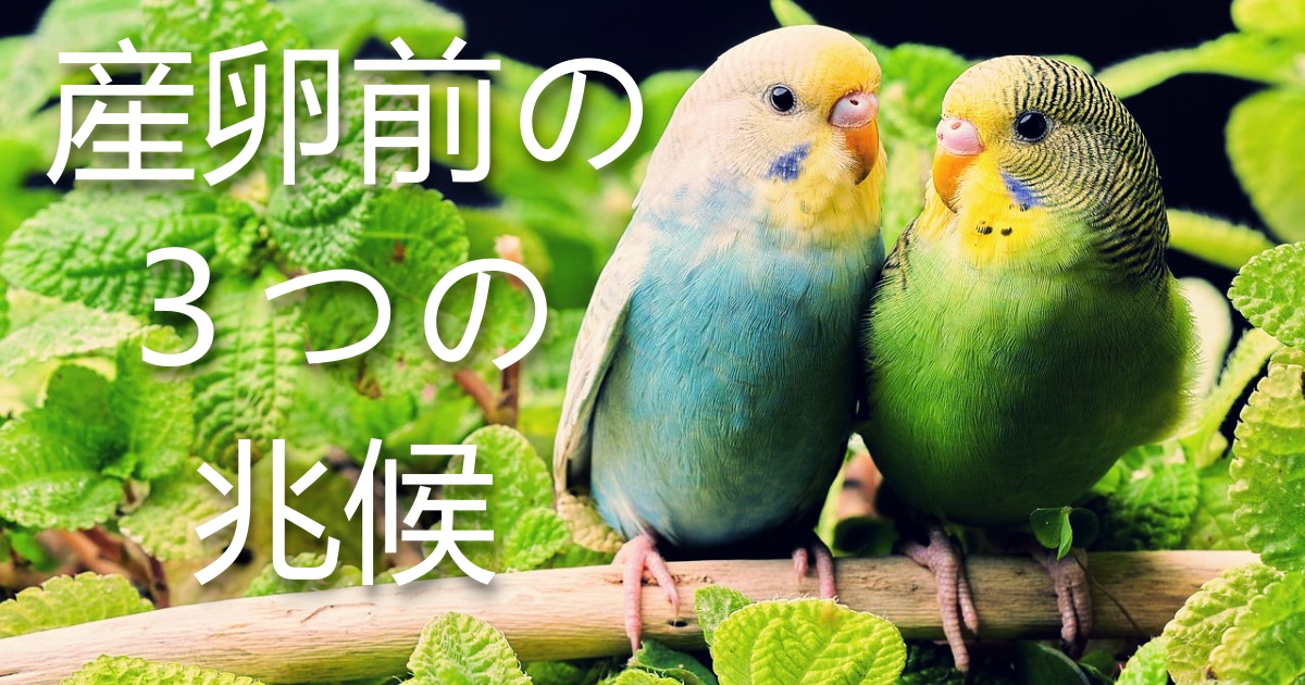 セキセイインコが卵を産む前の３つの兆候 オスがいなくても産む 無精卵を産んでしまった時の対処法もあわせて解説 イナカデミー